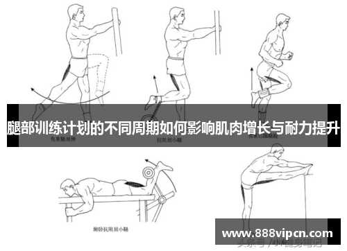 腿部训练计划的不同周期如何影响肌肉增长与耐力提升